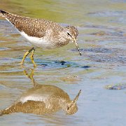 C1G5943  Sandpiper - Notecard 3