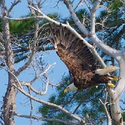 H1P5264  Eagle In Flight (Matt 19X26 Print 14X21) JAH-102