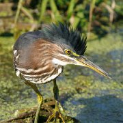 MG 8293  Immature Green-backed Heron - Notecard 8 : Bird, Green Heron, Heron