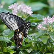 Q3C4500 12X18  JAH=13-619