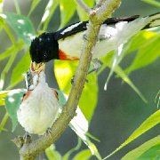 V3D1379  Rose-Breasted Grosbeak Male feeding Fledgling (11X14 Matt 6X9 Print) JAH-202 : NoteCard_Set_Q