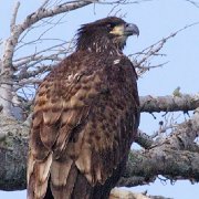 V3D2630  Michigan 2011