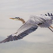 V3D9405  Heron In Flight (19X26 Matt 14X21 Print) JAH-13-406