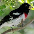 Rose-Breasted Grosbeak Male (11X14 Matt 6X9 Print) JAH-200