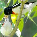 Rose-Breasted Grosbeak Male feeding Fledgling (11X14 Matt 6X9 Print) JAH-202